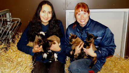 Vier dwerggeitjes geboren op kinderboerderij de Trotse Pauw / Spijkenisse 2016