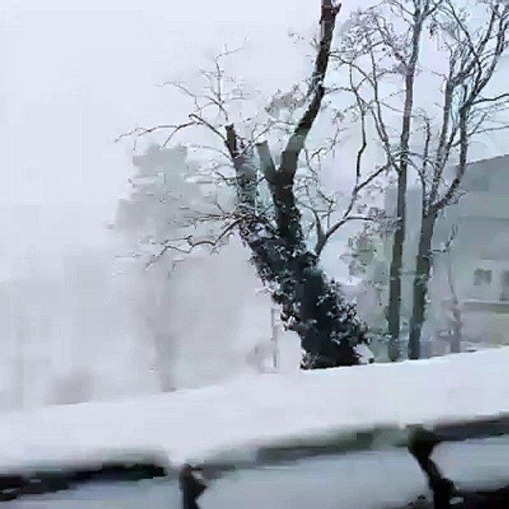 Muree
