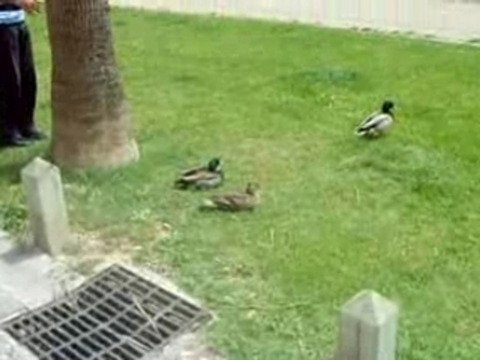 Course de canard