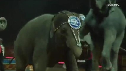 Ringling Bros. will retire its elephant act this year
