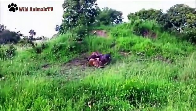 Leopard vs Wild Boars Wild Animal Fights 2015