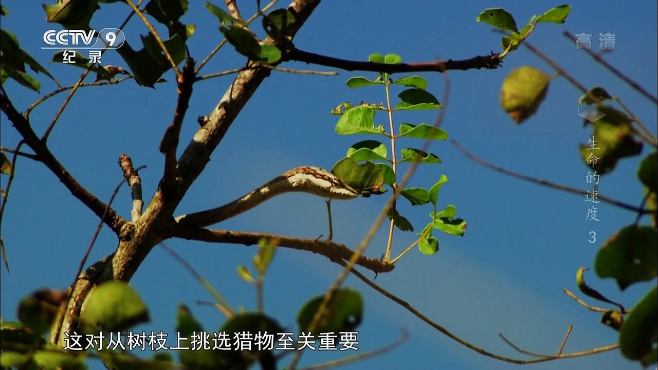 E03西南部捕食者