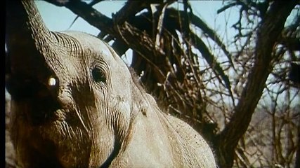 La Balade des éléphants