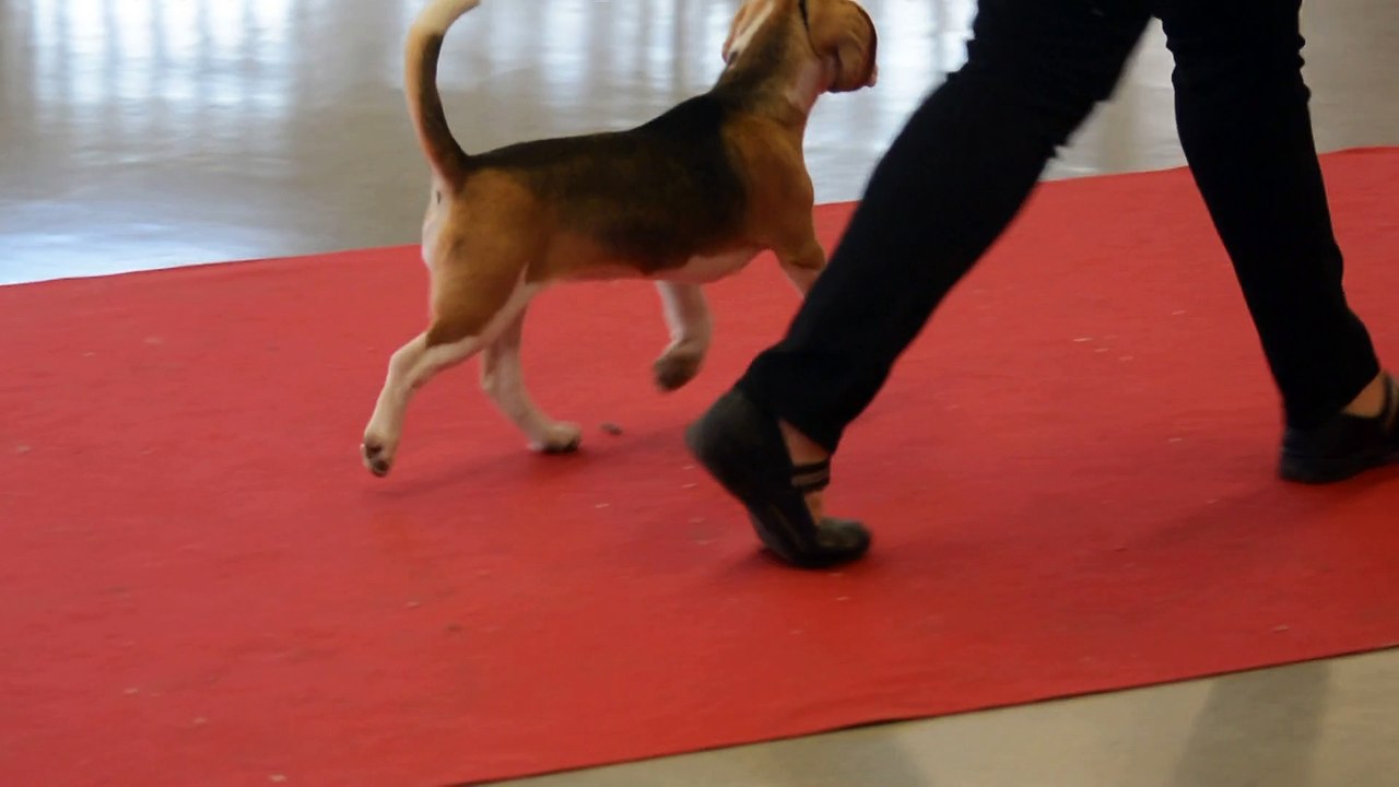 LENA Paris Dog Show 09.01.16