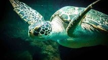 Sea Animal Life Video: Tortoises and Sea Turtles Documentary (Sea Animal Documentary Full