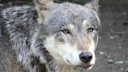 Animal Life Video: Gray Wolf Documentary (Animal Documentary Full Length)