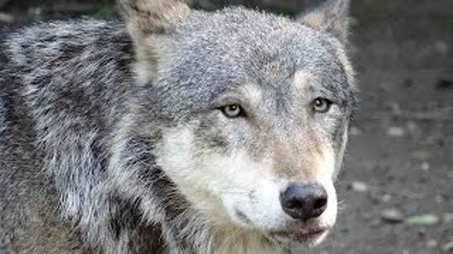 ⁣Animal Life Video: Gray Wolf Documentary (Animal Documentary Full Length)