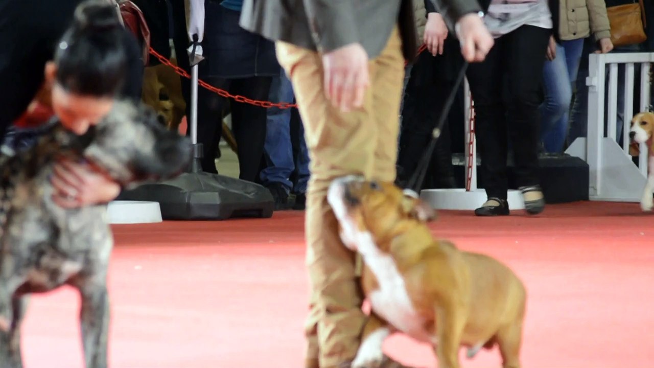 BIS Puppy Paris Dog Show LILY 09.01.16  (4)