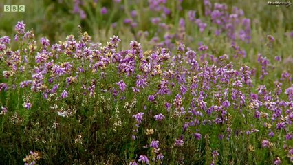 Escape to the Country Yorkshire [Series 15: 38]