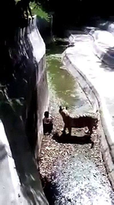 white tiger attack in zoo