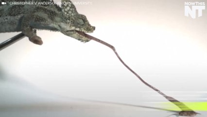 Watch A Chameleon Eat In Super Slow-Motion
