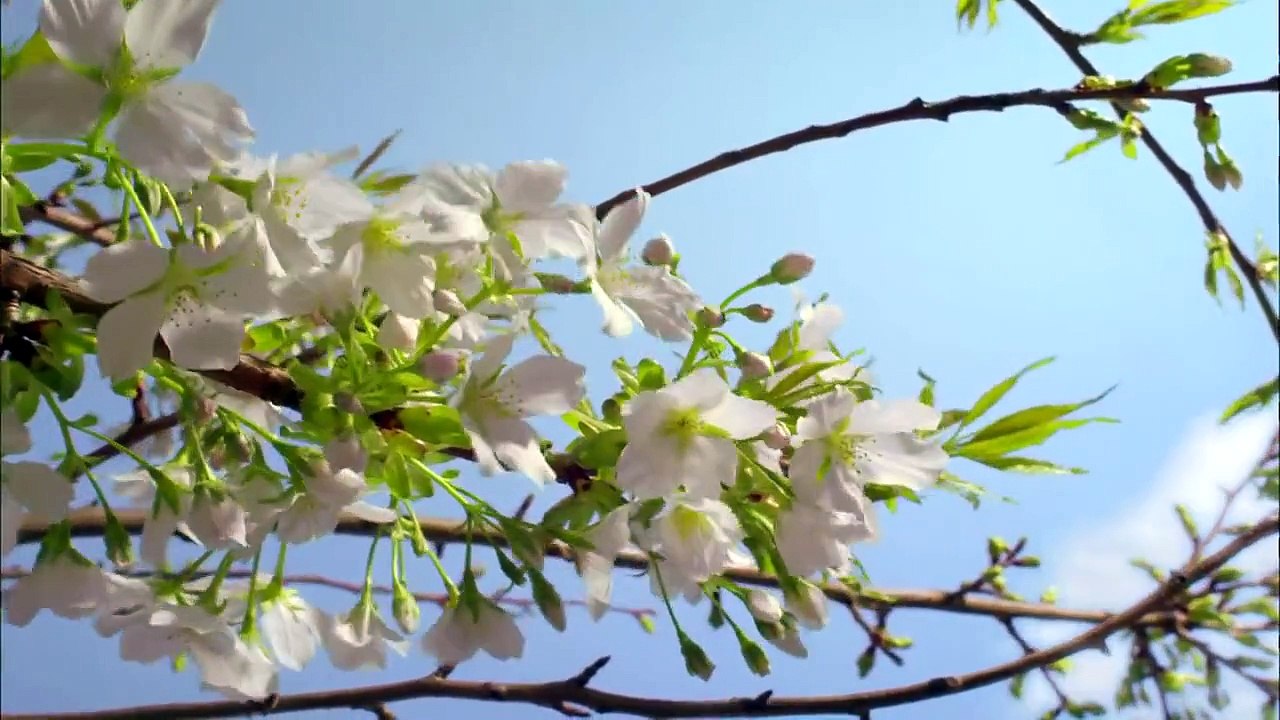 ► Planet Earth_ Amazing nature scenery (1080p HD)