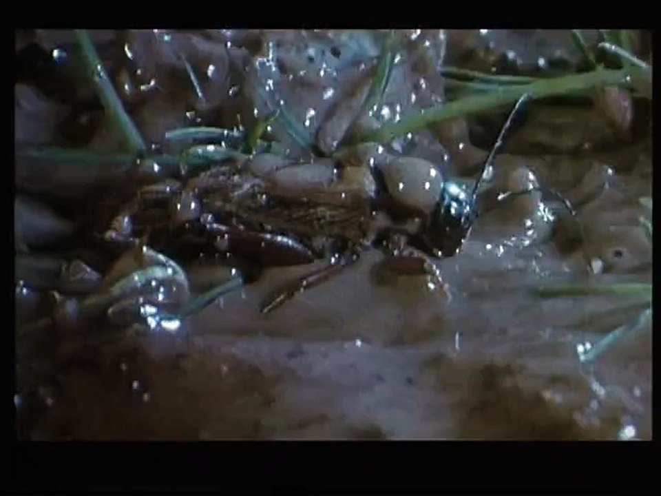 Microcosmos : le Peuple de l'herbe