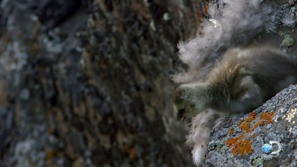 Daredevil Goslings Make a Terrifying Jump for Life