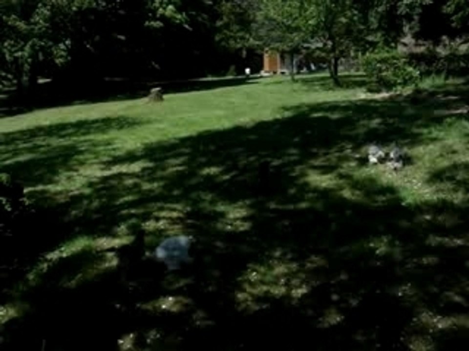 Elevage amateur de poules, pigeons