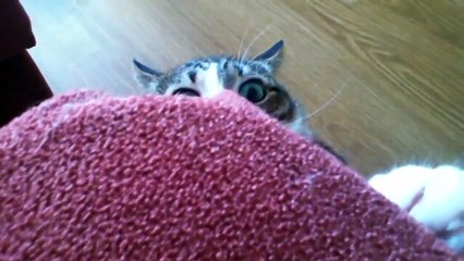 Funny cats scared of random things - Funny cats compilation