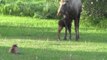 Cat Spies on Mama and Baby Moose