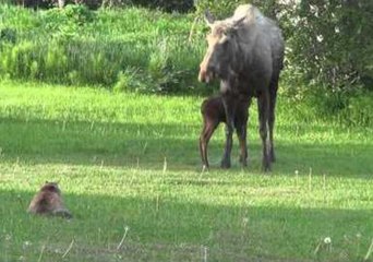 Cat Spies on Mama and Baby Moose