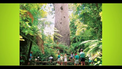 Top Ten Largest Trees of the Planet by Volume
