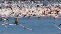 Les Ailes pourpres : le mystère des flamants