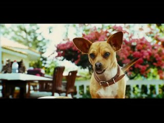 Le Chihuahua de Beverly Hills