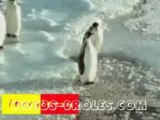Videos-droles-animaux-les-pingouins