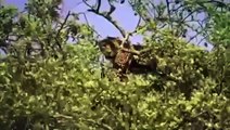 WATCH Wildlife Documentary Lions Attack Baboons Monkey Discovery Documentary