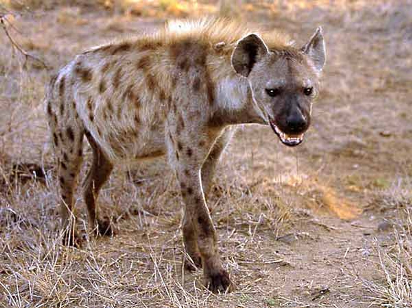 ⁣WATCH Animal Documentary HYENA EATS HORSE & Extreme Wierd Footage