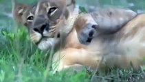 WATCH  Natural Word LADY LIONS S JOURNEY Discovery Channel