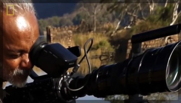 WATCH Animal Documentary TIGER S BLOOD FIGHTS - Amazing Tigers Attacks
