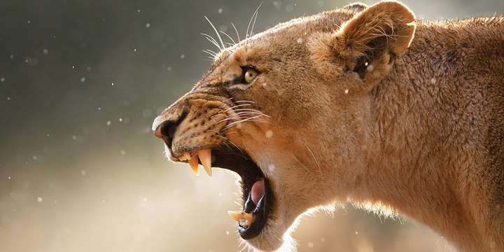 WATCH Documentário Animais Selvagens - PUMA O LEÃO DOS ANDES Documentário Completo e Dublado NAT GEO