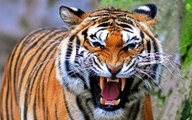 WATCH Documentário de Animais - TIGRE, Coração de Caçador NAT GEO Documentário Completo e Dublado