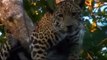 WATCH THE ELUSIVE JAGUAR Animal Big Cats Wildlife Documentary attack,hunting