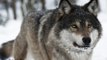 WATCH The Grey Wolf   Gray Wolves Hunting In the Wild [Animal Nature Wildlife Documentary]