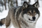 WATCH The Grey Wolf   Gray Wolves Hunting In the Wild [Animal Nature Wildlife Documentary]