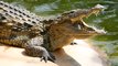 WATCH THE KING CROCODILE ATTACKS - Crocodiles Hunting Animal Nature Documentary