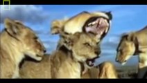 WATCH Documentário de Leōes - No Limite  O leão C- BOY & Co. Documentário completo e dublado]