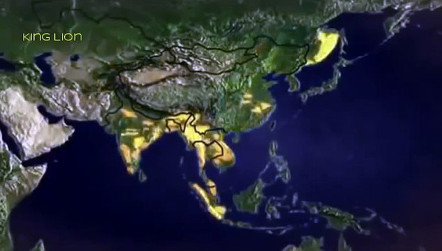 WATCH Documentary on Wildlife Tigers - Tiger Fighting for Survival Big Cats