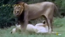 WATCH Lions Documentaries - Real Confrontattion Lions vs Hyenas - Animal Documentarie