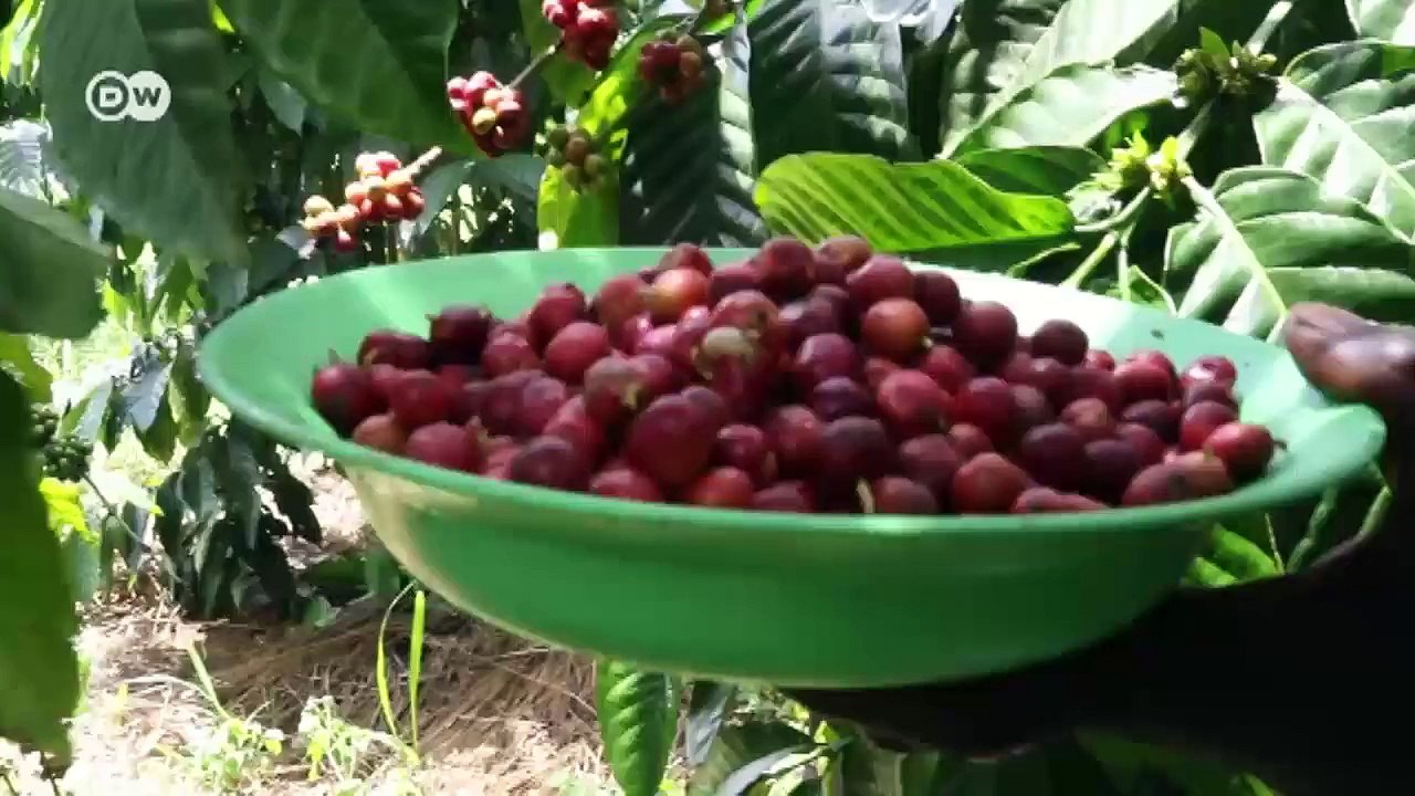Kaffee aus dem Südsudan | DW Wirtschaft