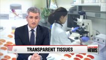 Korean scientists develop faster method for making tissues and organs more transparent