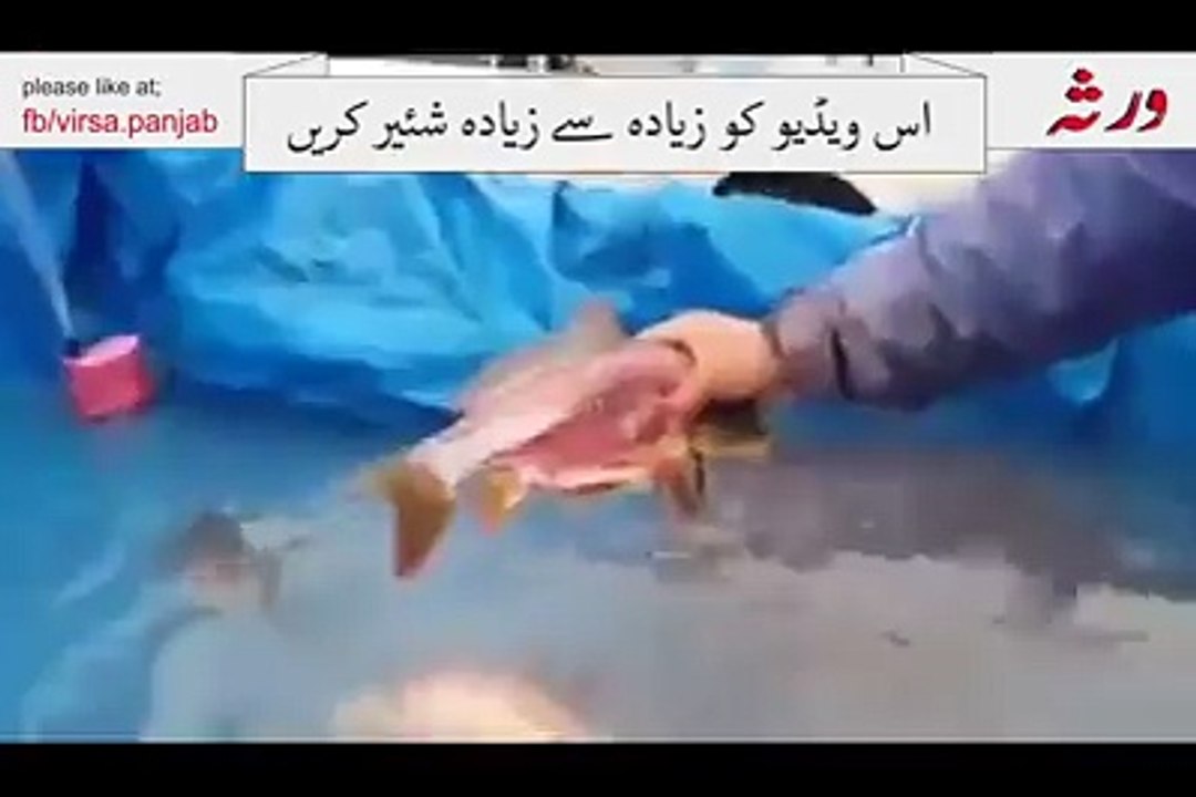 funny video