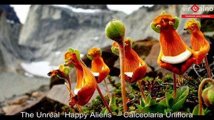 The Most Beautiful Flowers That Looks Like something else But a Flower
