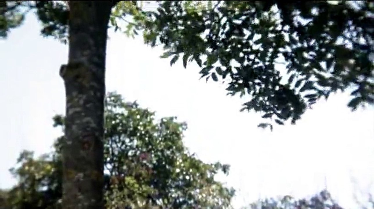 A travers les branches d'un arbre