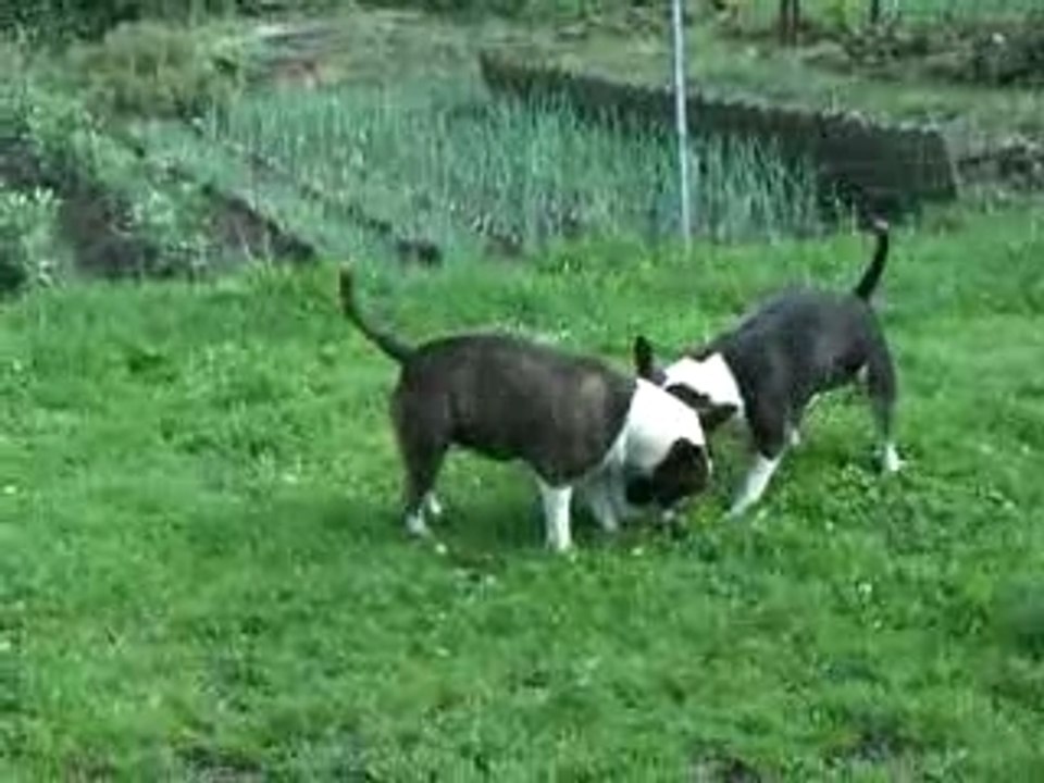 Loona, Joy et Bartok