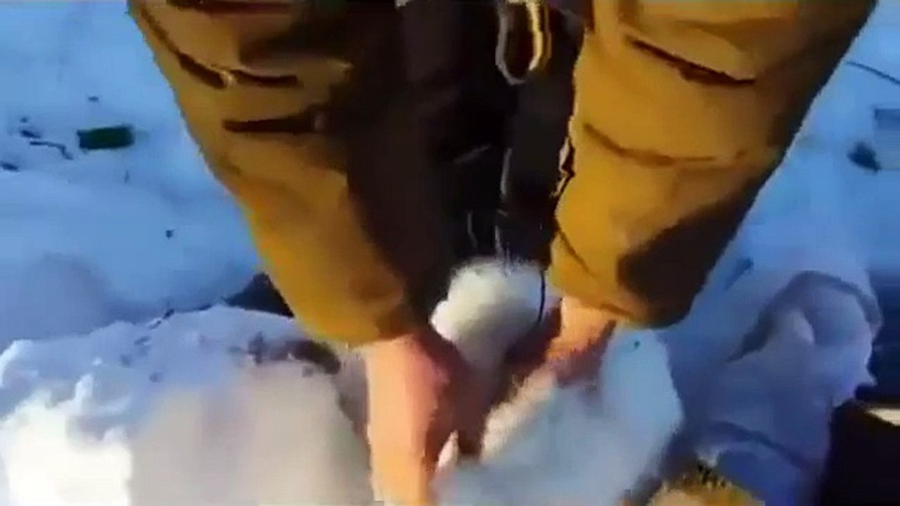 Clever arctic Fox plays dead to escape Siberian hunter