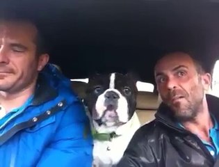 Music in the car to escort the singing dog
