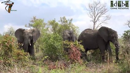 Idube Safari Highlights #373  20 - 24 October 2015 (Latest Sightings) (4K Video)