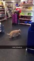 Un chat dur à cuire prouve qu’il est le vrai propriétaire de ce supermarché à Londres