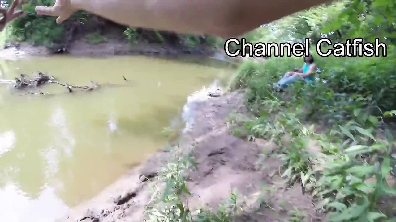 Multispecies Creek Fishing - Largemouth Bass, Striped Bass, Channel Catfish, Freshwater Drum